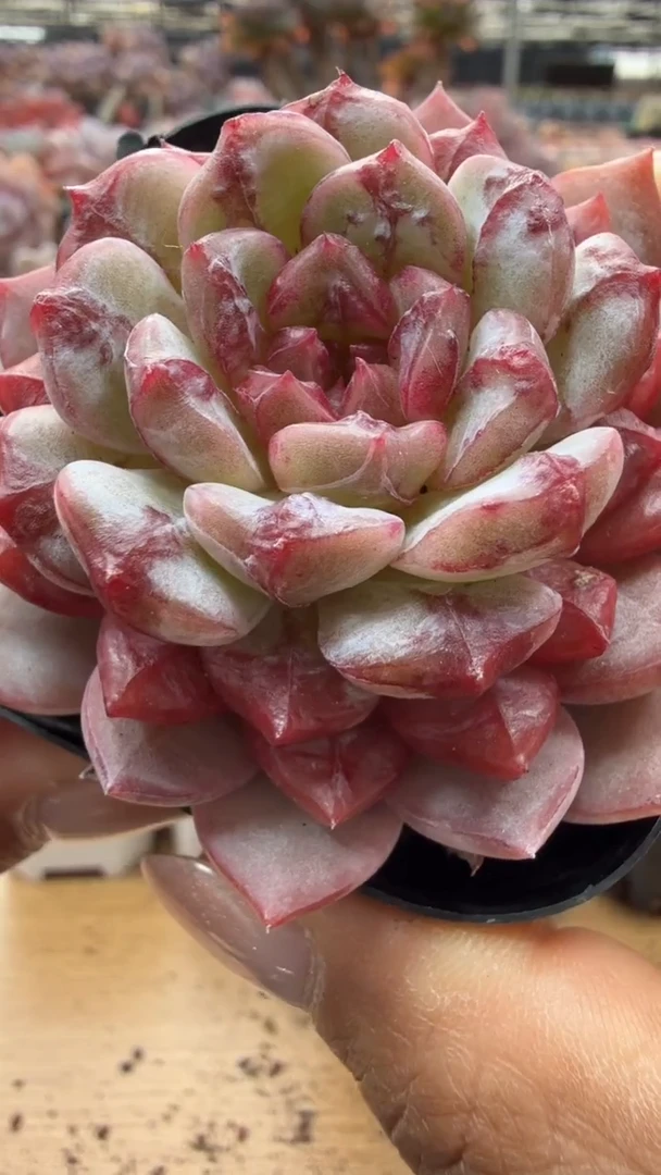 东云多肉园二店-153