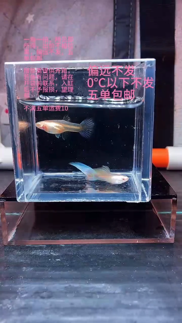 孔雀鱼孔雀鱼 22