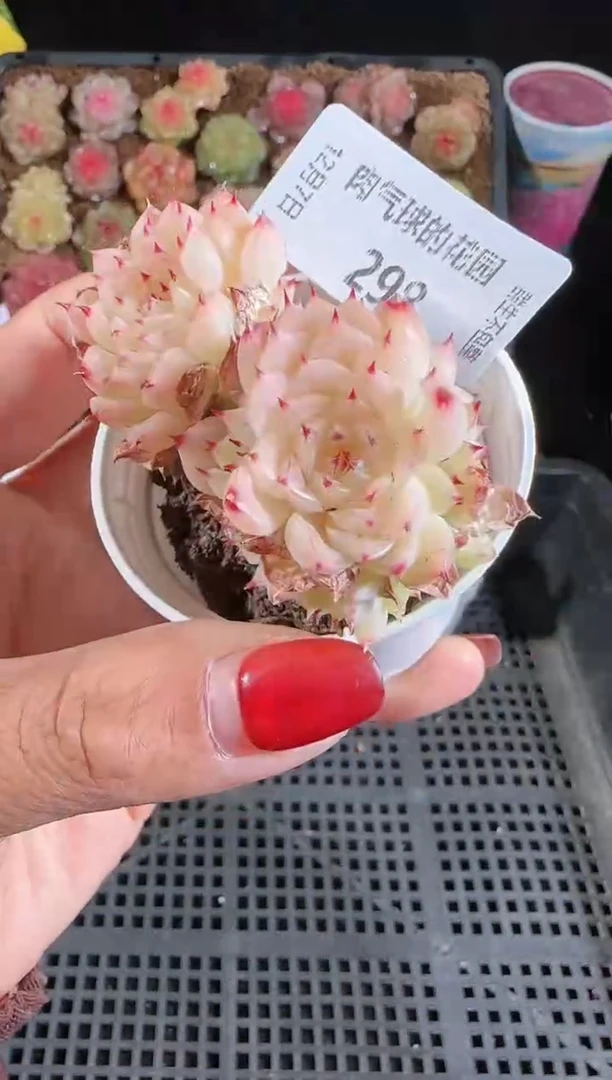 1207-298多肉群生不包整