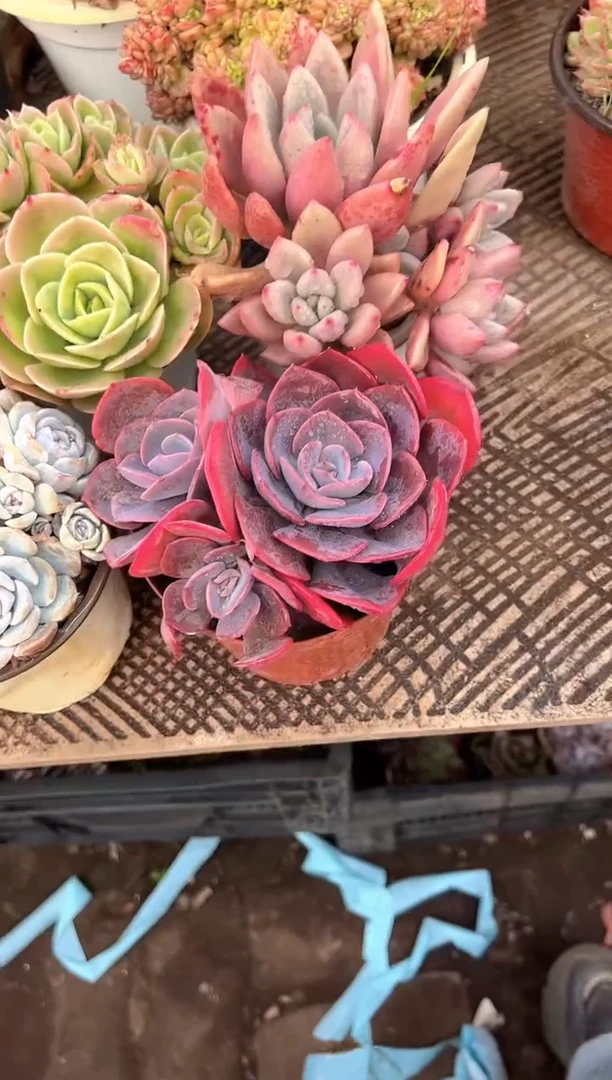 哇* 多肉植物一物一拍20355