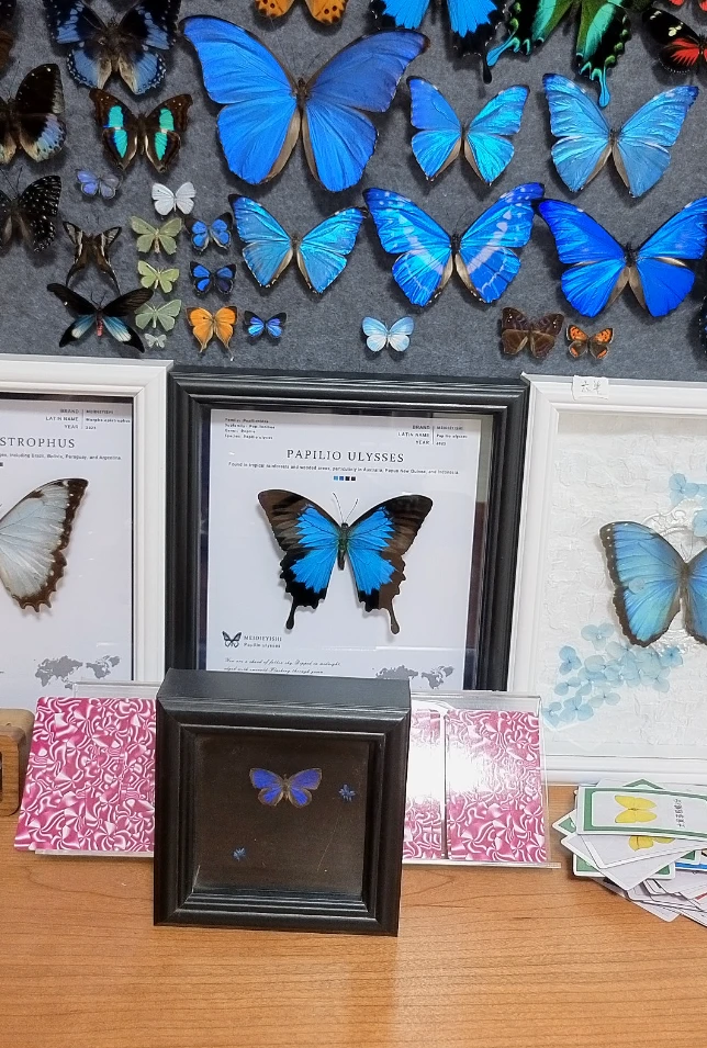 娆灰蝶带框A1成品