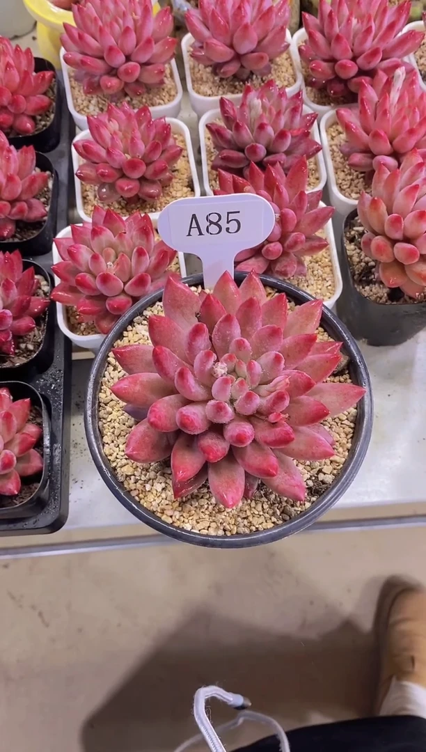 【闪购商品】A85-虞美人母本脱土发