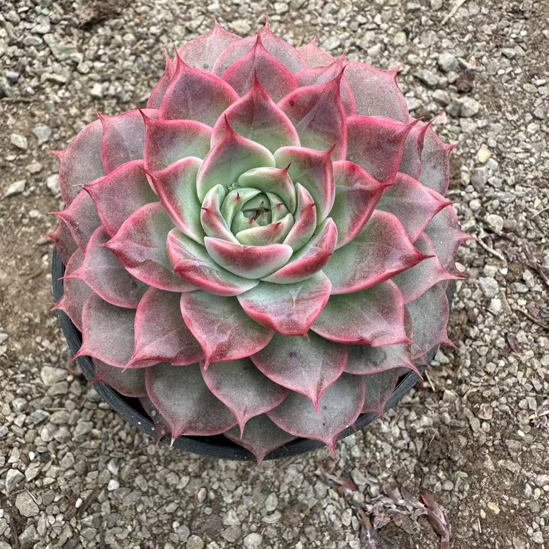 10#芍药仙子多肉植物      前男友精品多肉sm1149