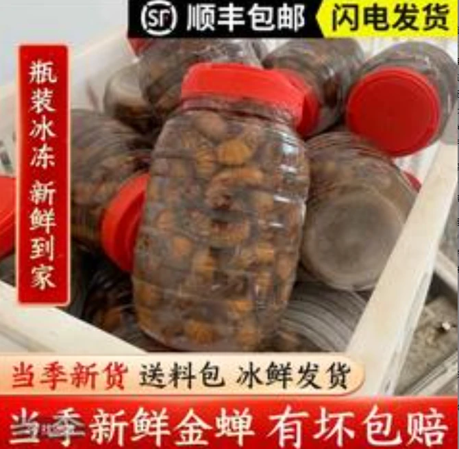 【顺丰包邮】新鲜知了金蝉爬叉猴鸡拉猴速冻发货