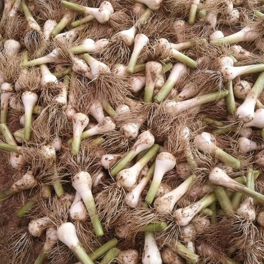 【大全彩虹专属】东北新鲜青蒜小蒜头5斤