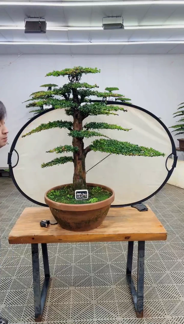 无花朵造型盆景一物一拍