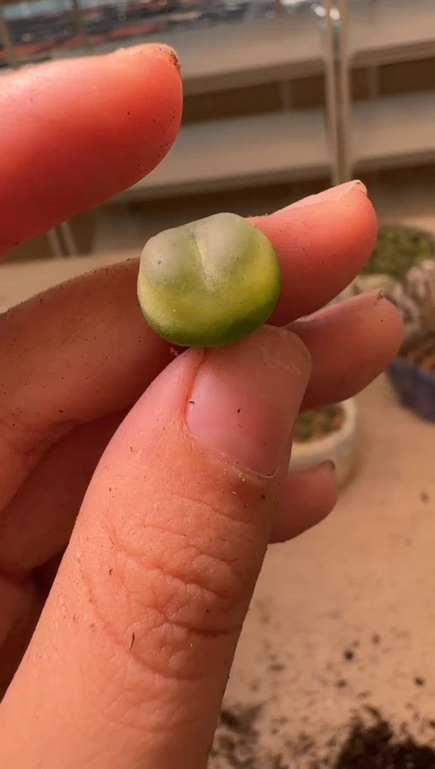 美丽的肉石头16-64