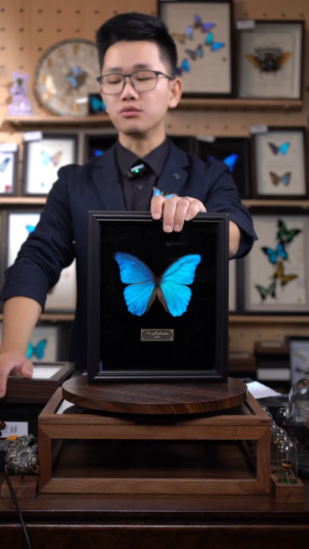 大蓝闪蝶10寸竖黑丝绒底带证书