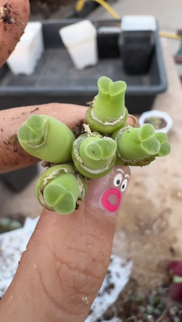 【闪购商品】16-227