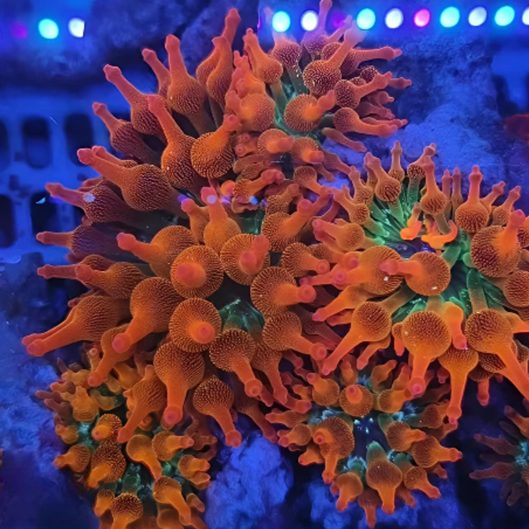 红奶嘴海葵售后需拍开箱视频（免包装费）