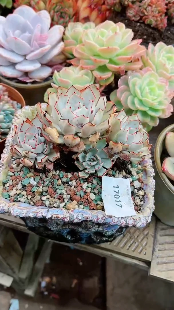 【闪购商品】17017