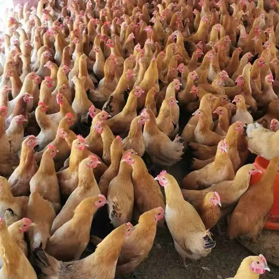 【发4只】农家散养三黄鸡发货包邮到手4只新鲜  单只1.5斤   ZC1