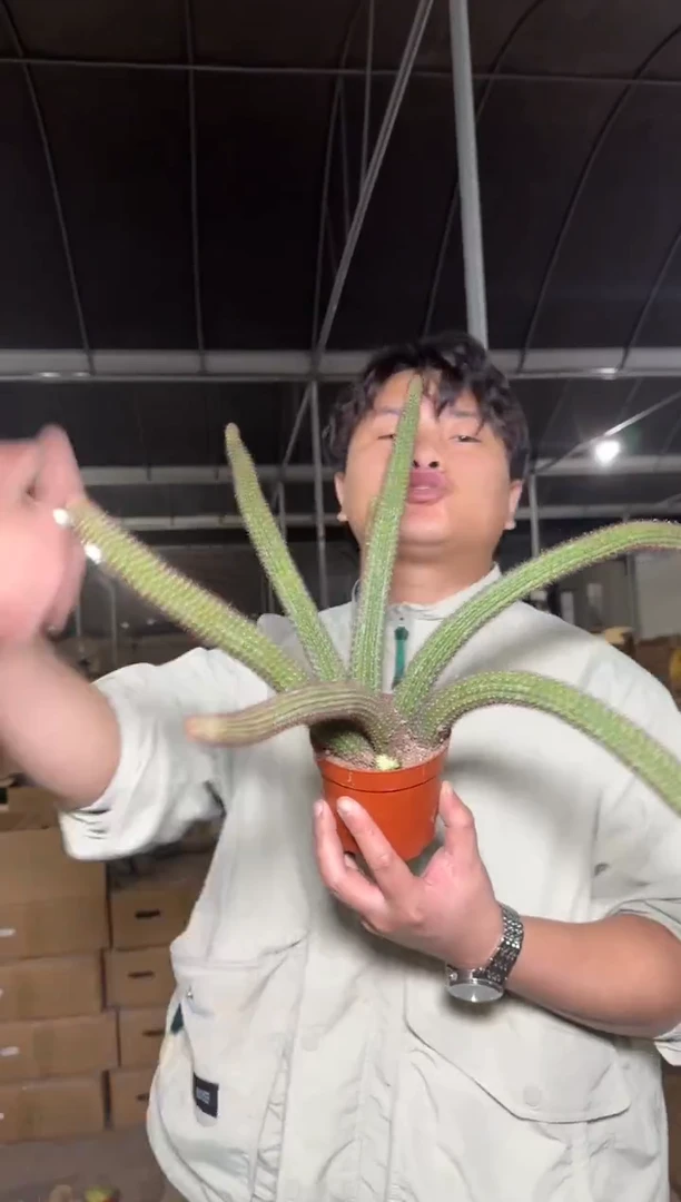 大 多头 垂钓金妞【带根】