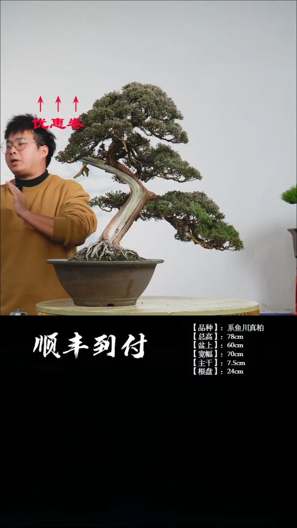 【闪购商品】1z005系鱼川真柏bubaoyou