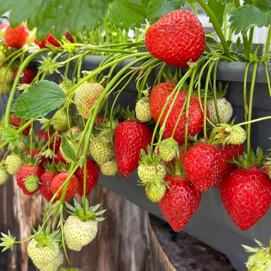 【四季奶油甜草莓大盆栽】带花果带盆土栽好南北方阳台院子花卉绿植