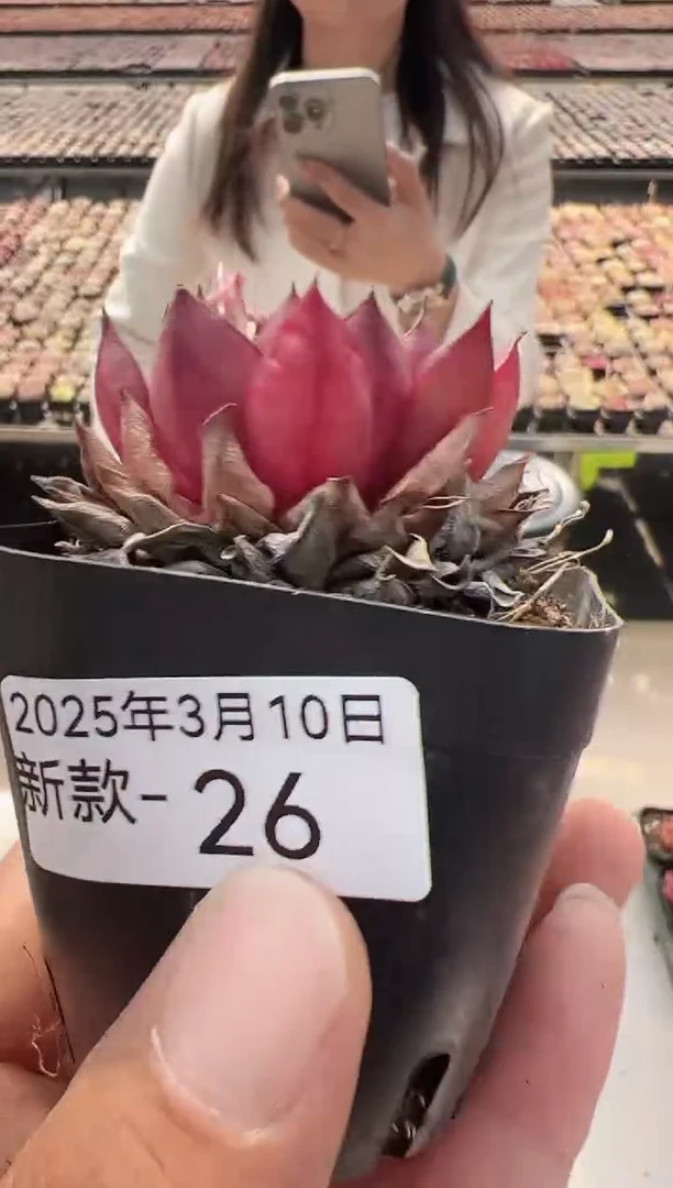 【闪购商品】新款多肉-26