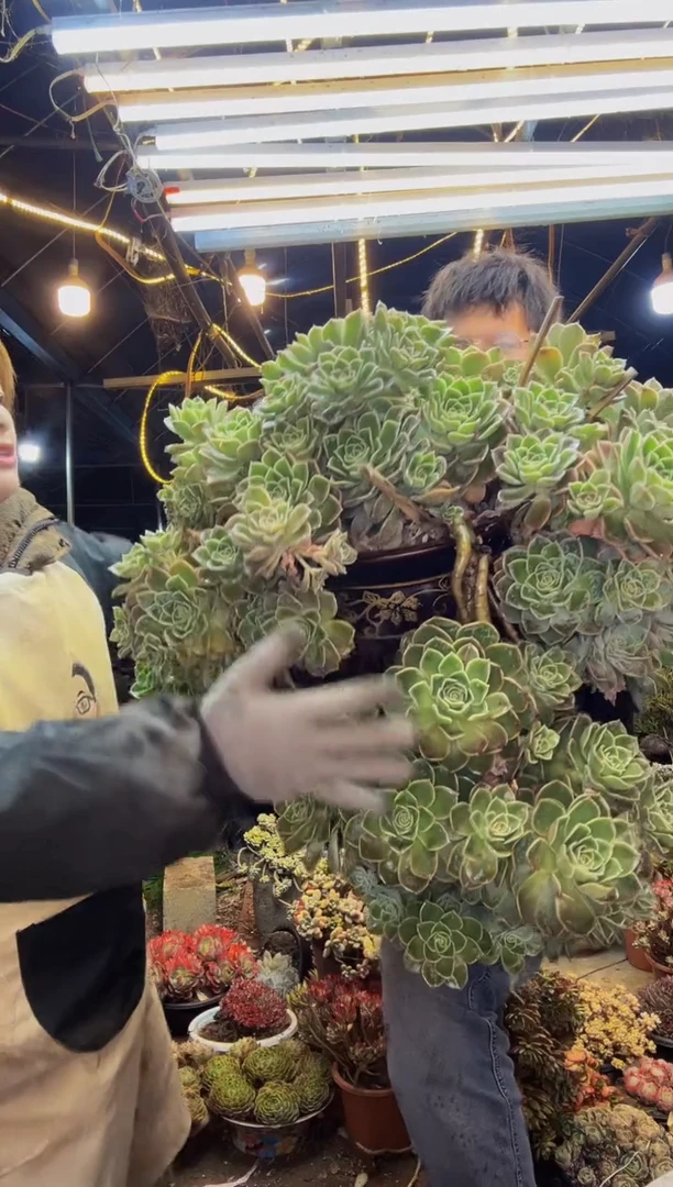 【闪购商品】哈利沃森 带盆 物流自理