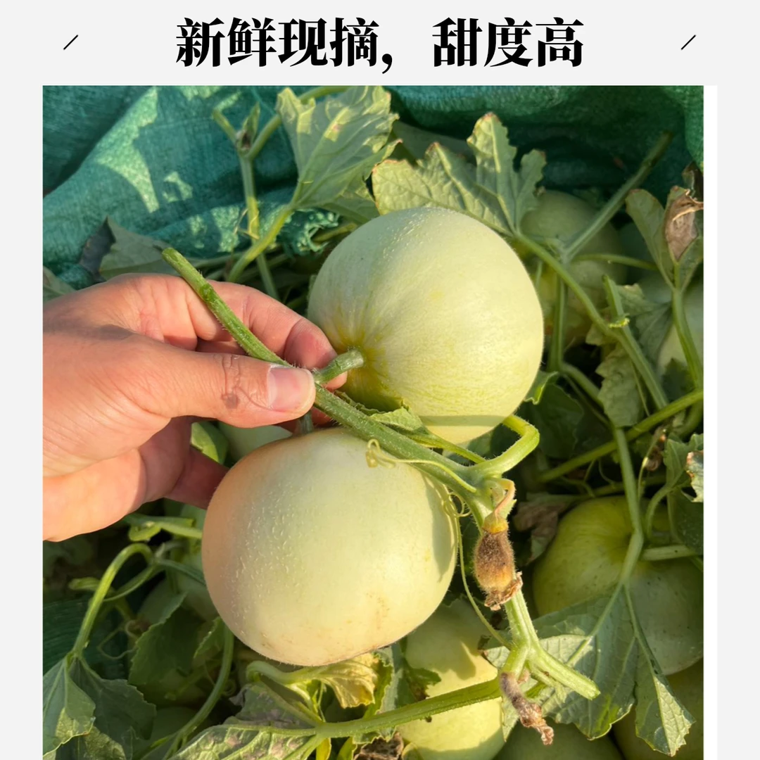 正宗云南郁金香甜瓜春季甜瓜白玉皮甜蜜香瓜新鲜水果 3/5/9斤装