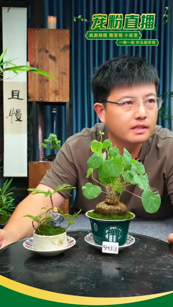 无花朵然***剪苔藓微景观903号