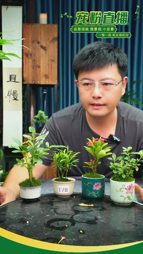 无花朵猫*苔藓微景观178号