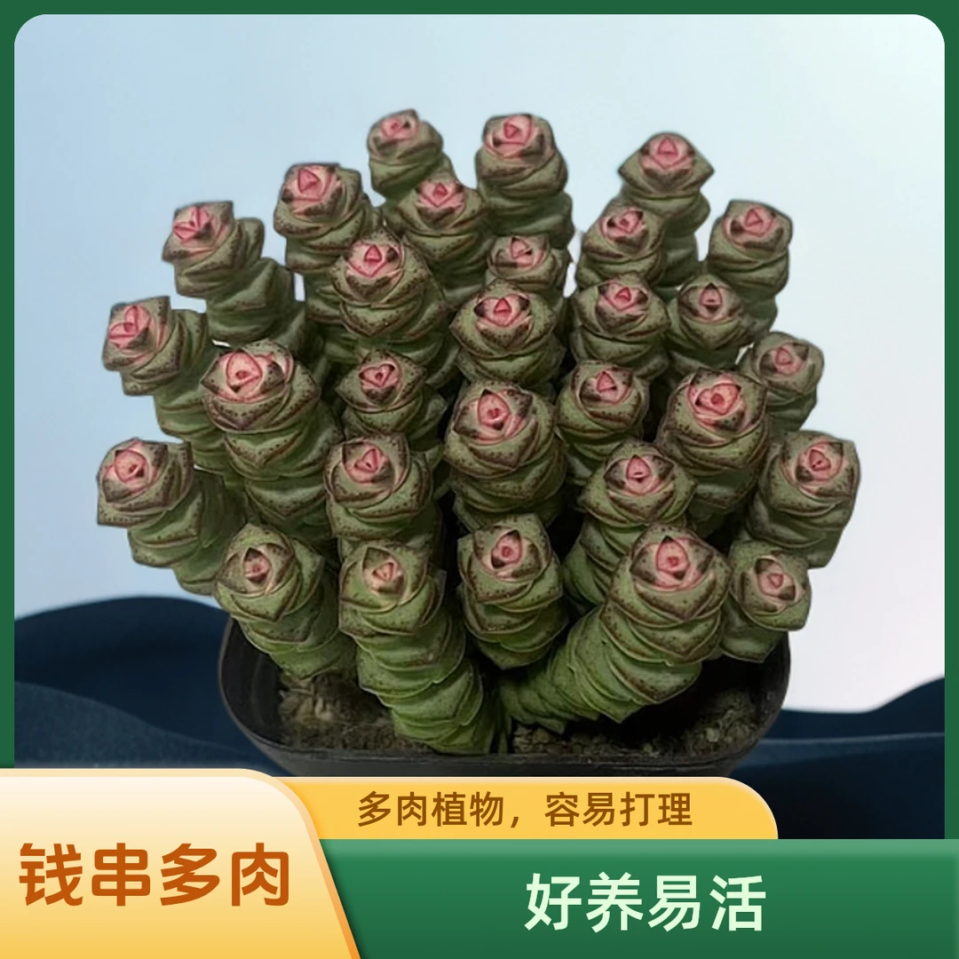 钱串锦 钱串串多肉植物绿植盆栽爆款