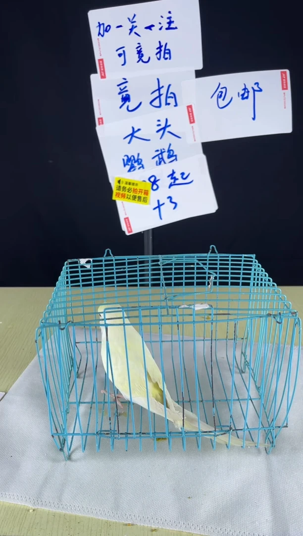 虎皮鹦鹉特色大头