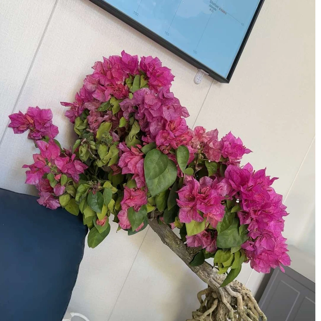 三角梅精品盆景一物一拍（专属2