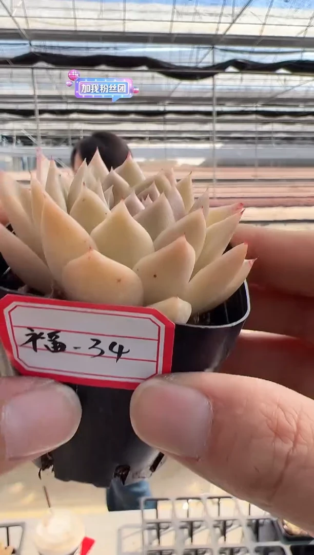 【闪购商品】福利-34