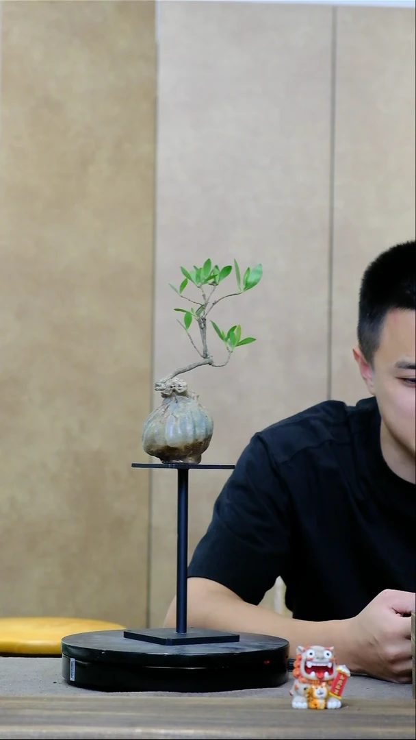 当前无花朵，栽培后可花朵小叶栀子花