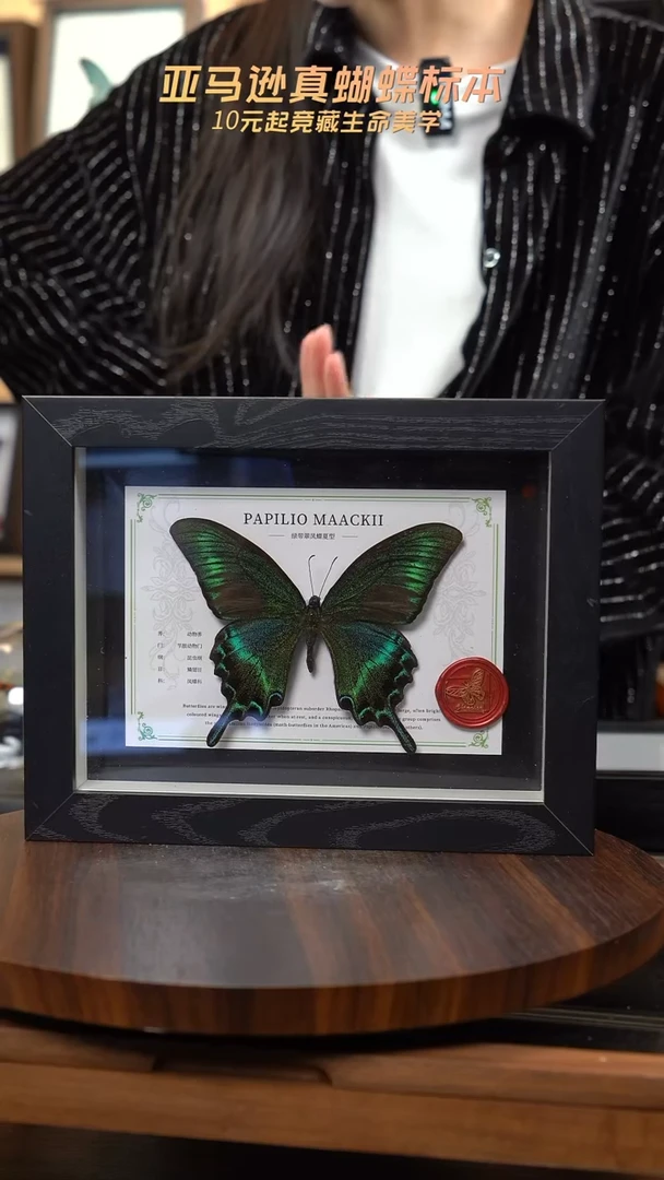 绿带翠凤蝶夏型8寸黑框国风版