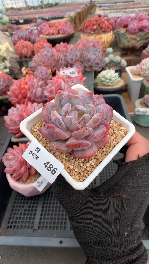 486石化橙子一物一拍