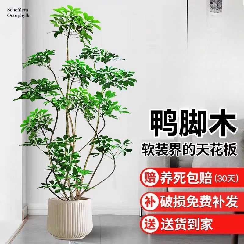 造型鸭脚木盆栽室内客厅大型绿植八方来财四季常青净化空气好养活