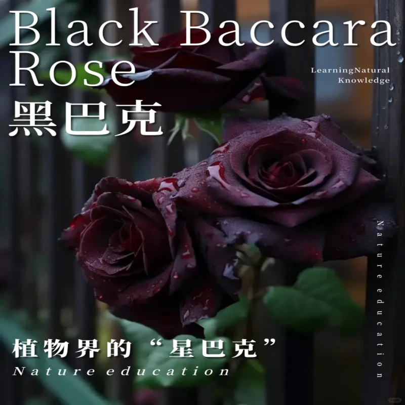 黑巴克超新品切花玫瑰月季花苗深色系特大花灌木四季开月季花大苗