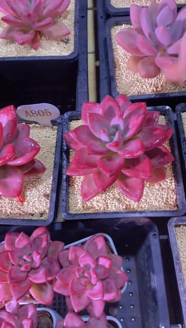 A805-赫菲斯托大单头脱土发（量拍）