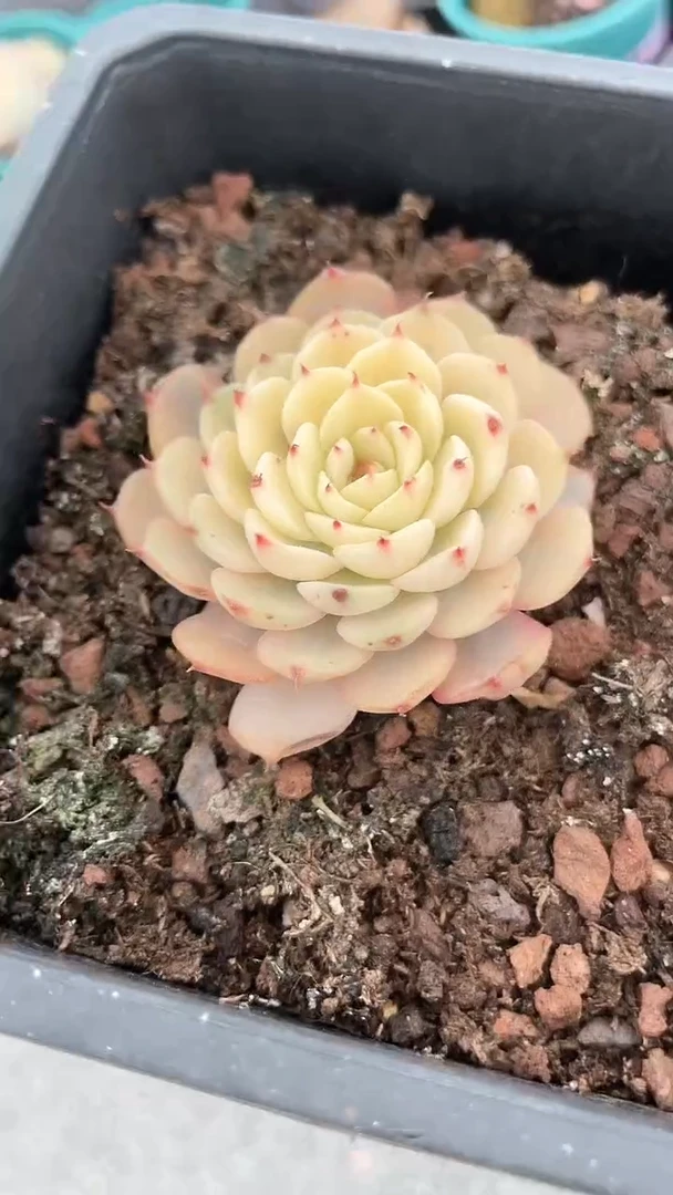 【闪购商品】751多肉