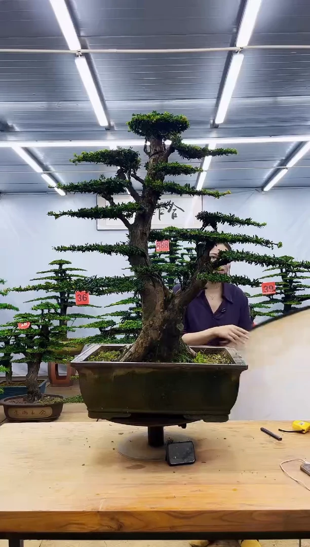 无花朵一物一拍，所见即所得