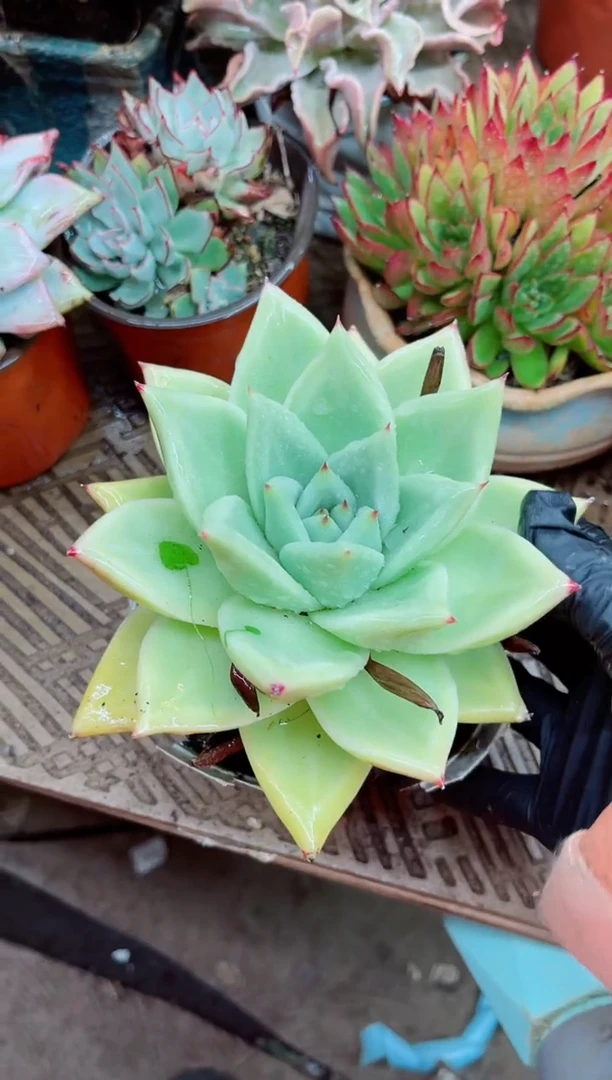 莲**装16018多肉植物一物一拍