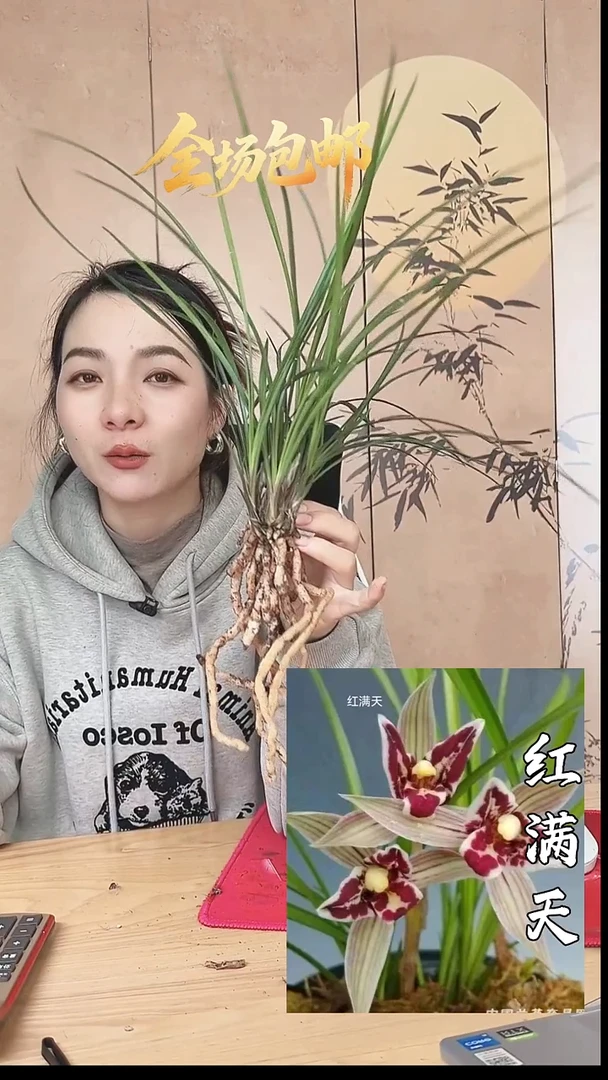 当前无花栽培后可以开花：红满天