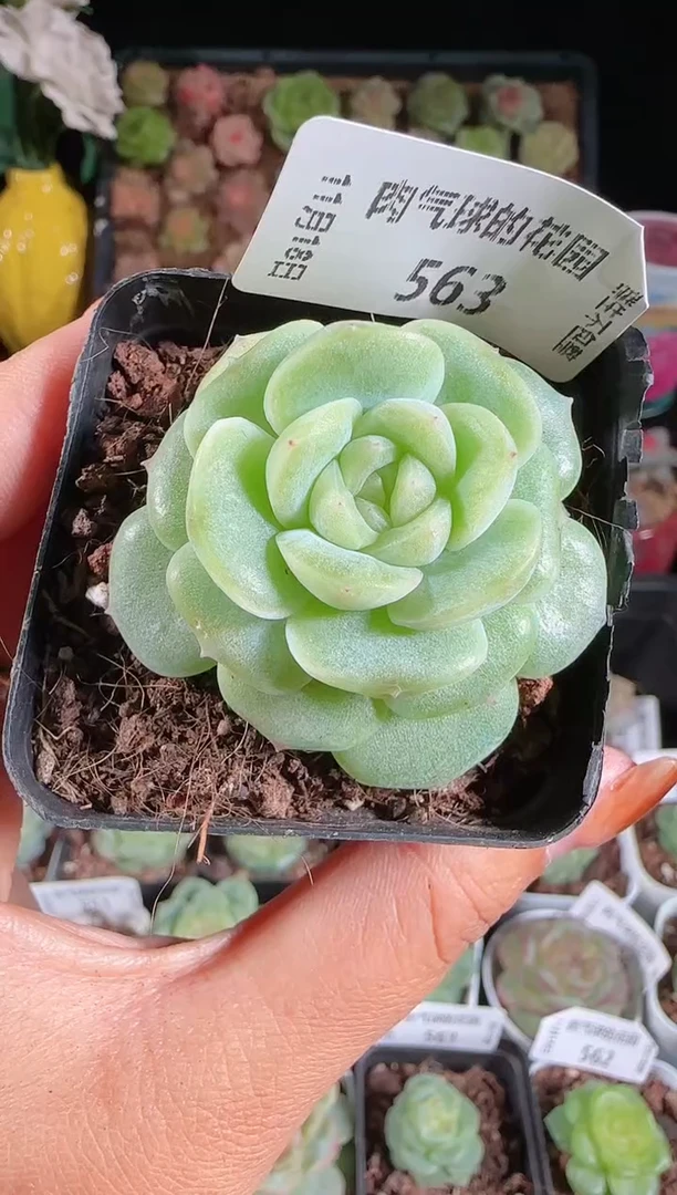 1118-563冰心27麦秆群生不包整