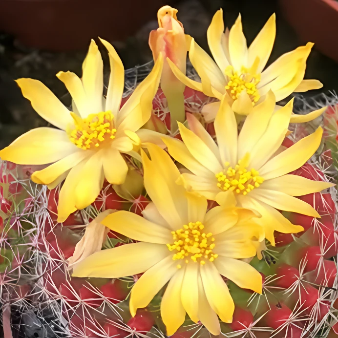 二妹园艺（小红娜丸 自根）好花色仙人球满18包邮随机发