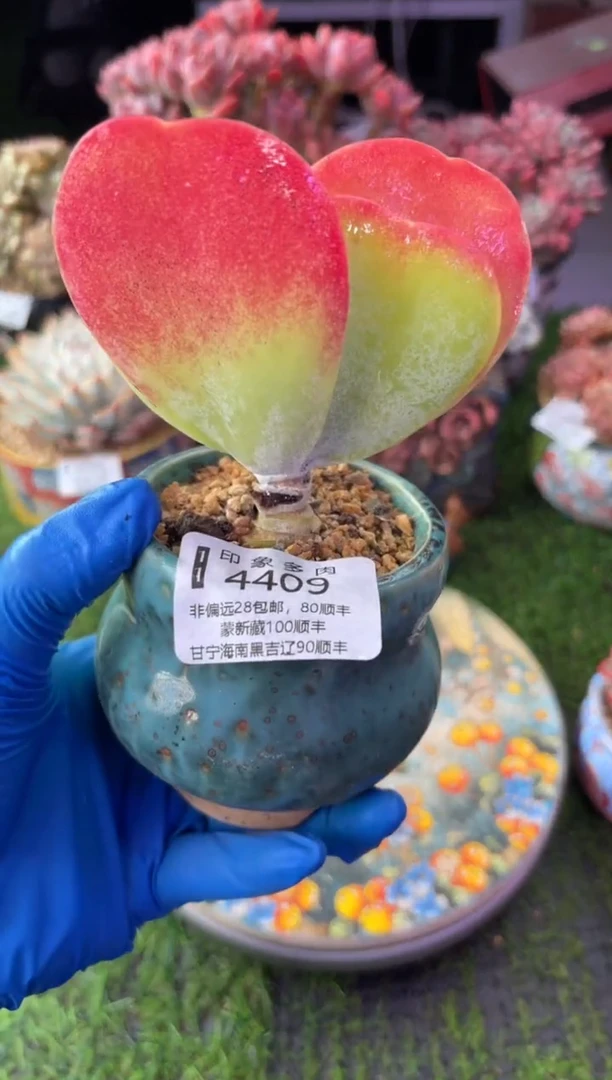 昆明印象多肉4409