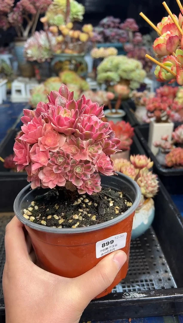 【闪购商品】899不带盆