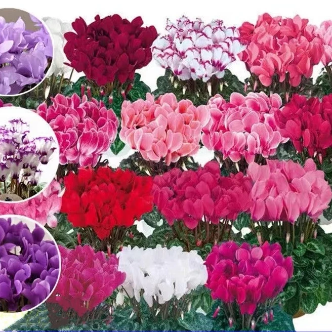 【仙客来】大花盆栽带花室内花卉重瓣迎客来四季好养花苗观花植物