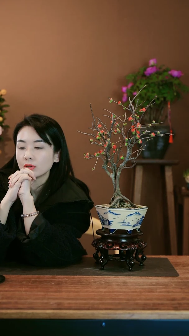 【闪购商品】盆景海棠花