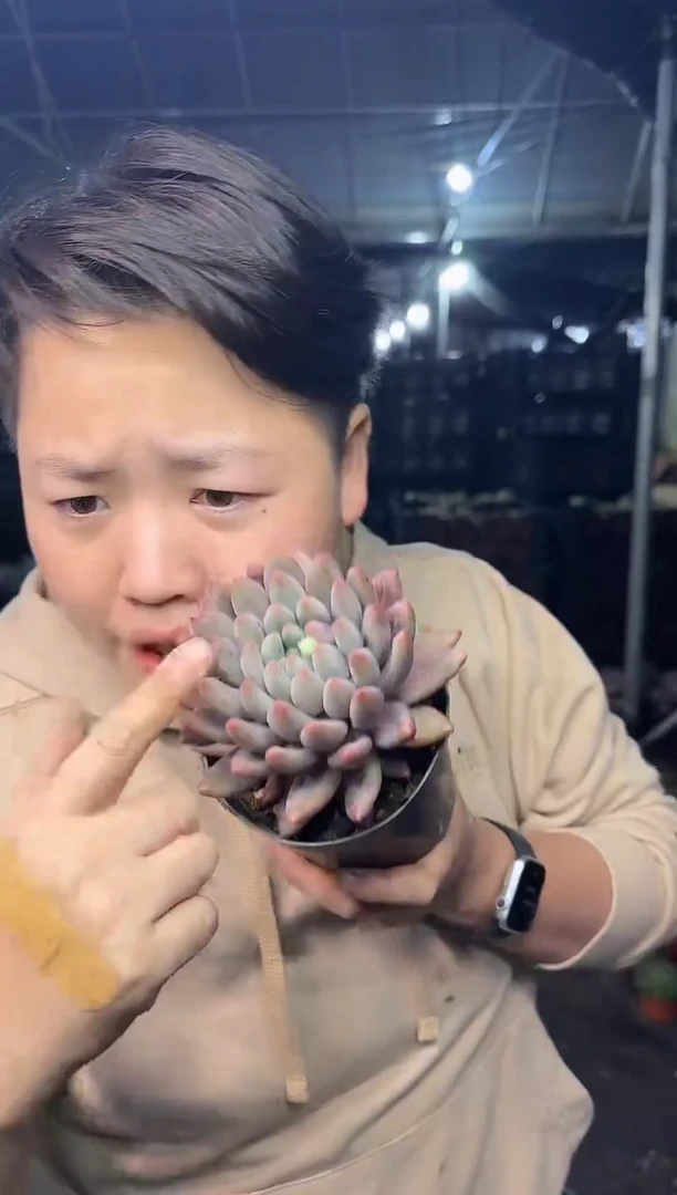 单头起水晶球 5