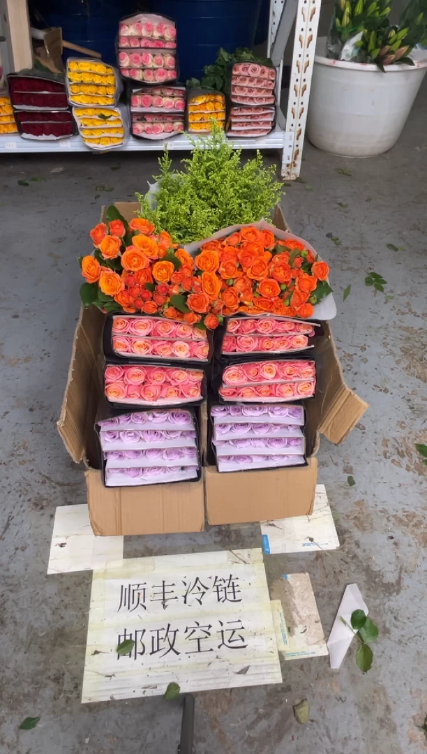 朱小姐20枝+海洋之歌20枝+橙色芭比10枝+黄莺