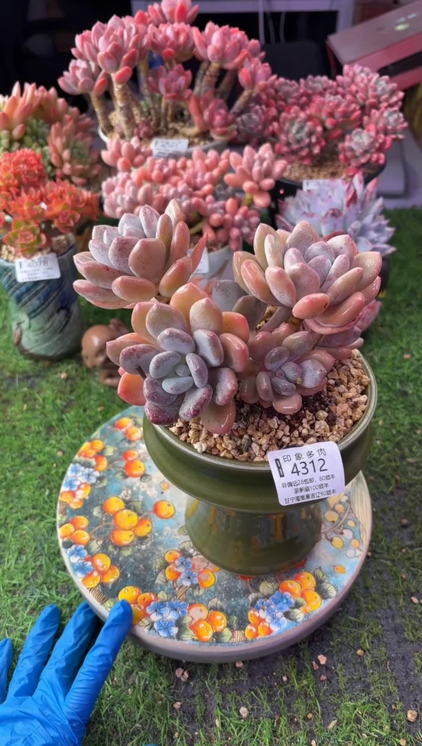 昆明印象多肉4312