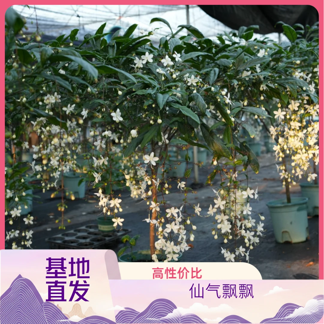泰国垂丝茉莉长花序版白玉蝴蝶基地直发精品大型盆栽开花期长室内