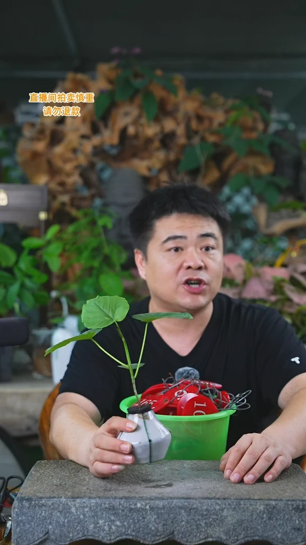 当前无花栽培后可以开花爱心榕190T