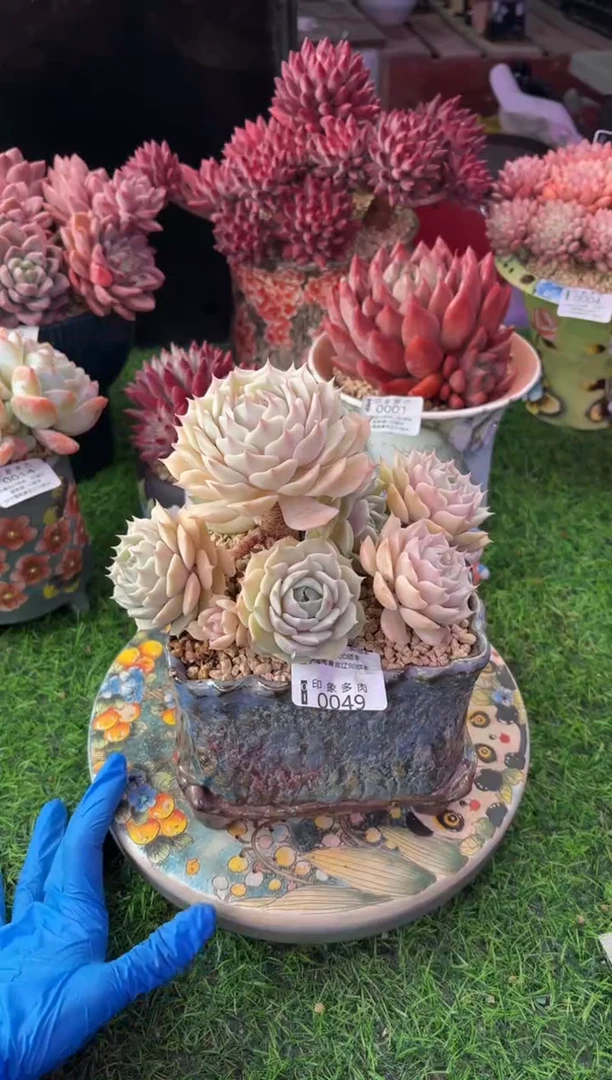 昆明印象多肉0049